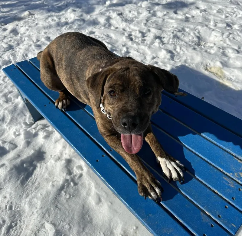 An adult medium-sized female Brindle Boxer dog named Chi Chi for adoption in Evansville, IN