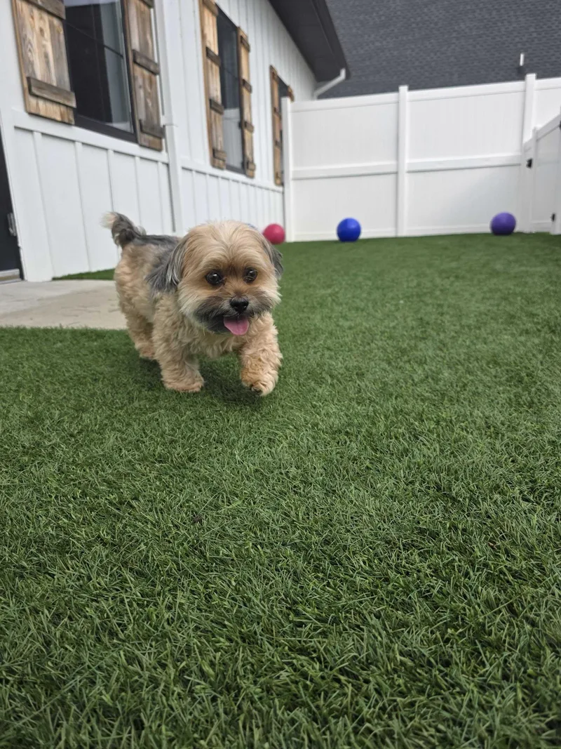 A senior small-sized male Yorkipoo dog named Buster for adoption in O'Fallon, MO