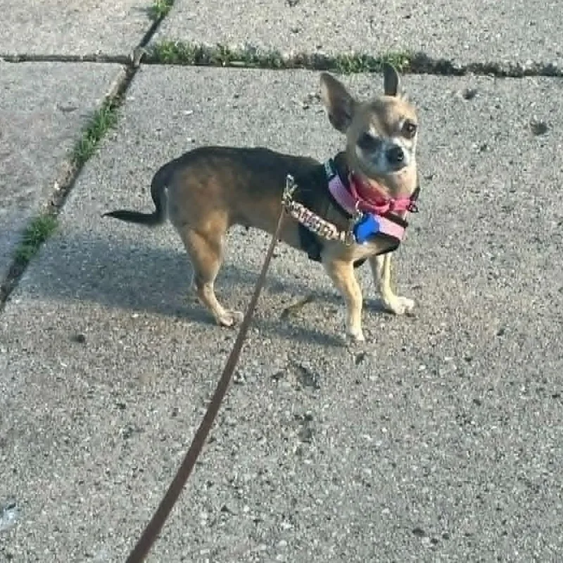 An adult small-sized female Chihuahua dog named Nadine for adoption in De Pere, WI