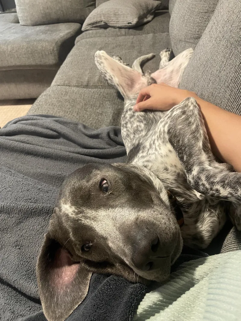 An adult large-sized male Brown / Chocolate German Shorthaired Pointer dog named Dewey for adoption in Richmond, VA