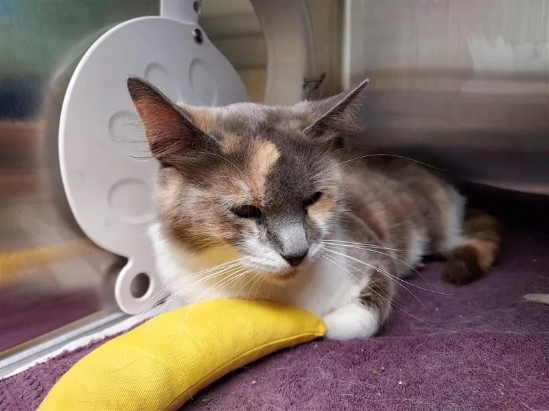 An adult medium-sized female Domestic Short Hair cat named Trixi for adoption in Elk Grove, CA