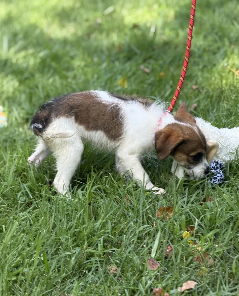 A baby medium-sized female Wire Fox Terrier dog named Mopsy for adoption in Locust Fork, AL
