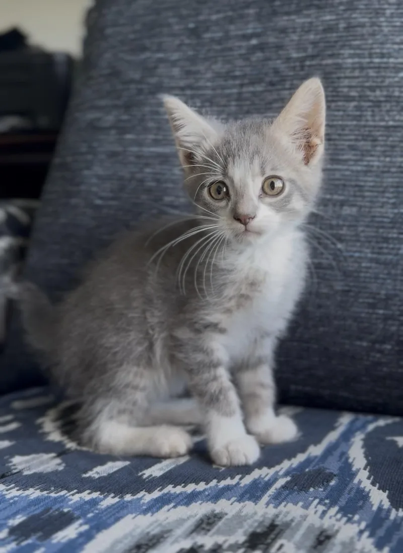 A baby medium-sized male Domestic Short Hair cat named Nitro for adoption in Crown Point, IN