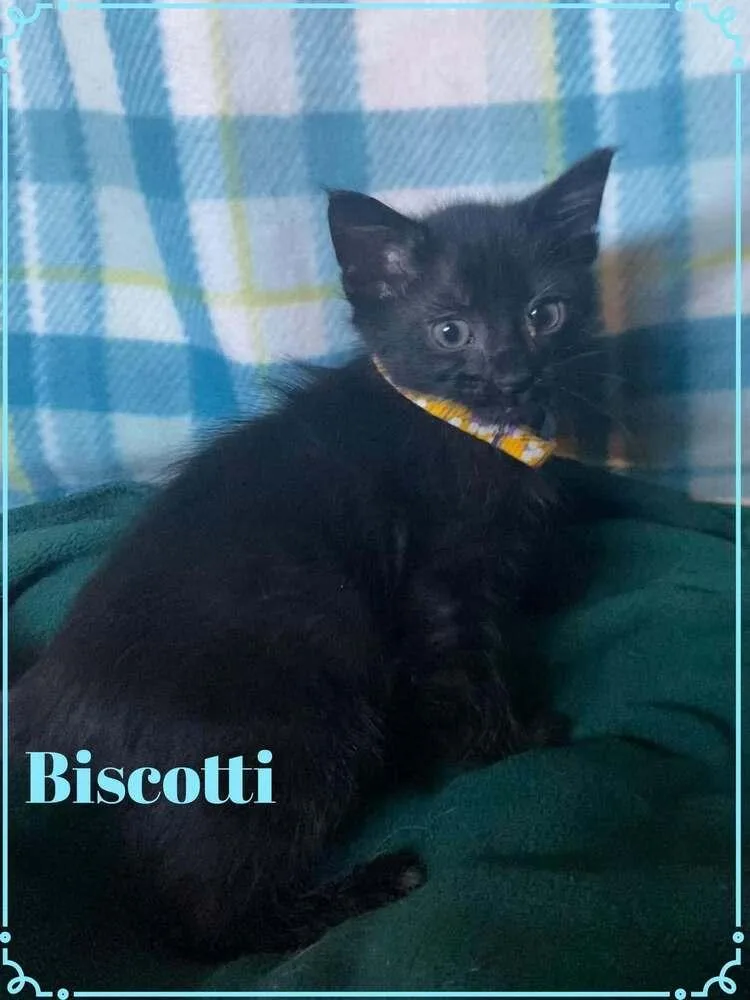A baby small-sized male Black Domestic Short Hair cat named Biscotti for adoption in Shawnee, OK