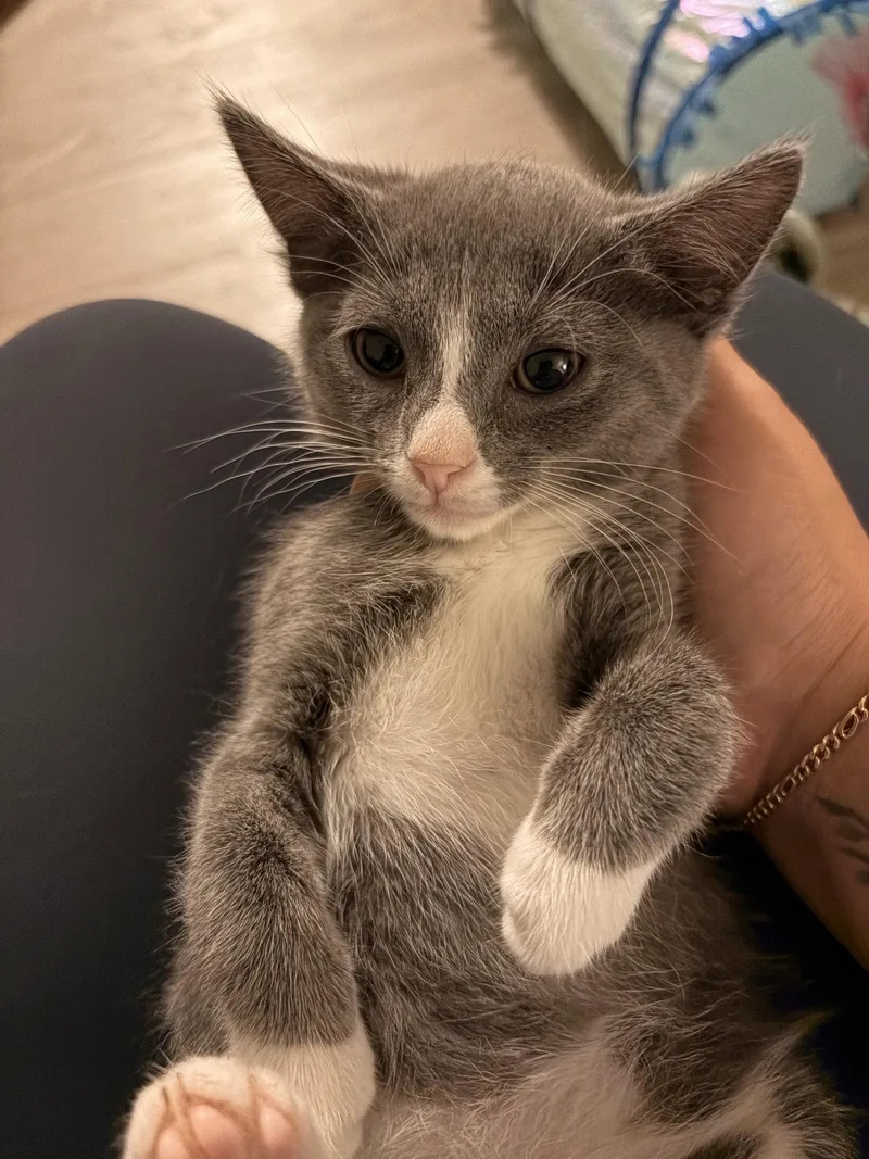 A baby medium-sized male Gray & White Domestic Short Hair cat named Ethan for adoption in Herndon, VA