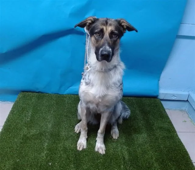A young large-sized female Australian Shepherd dog named Karina for adoption in Gardena, CA