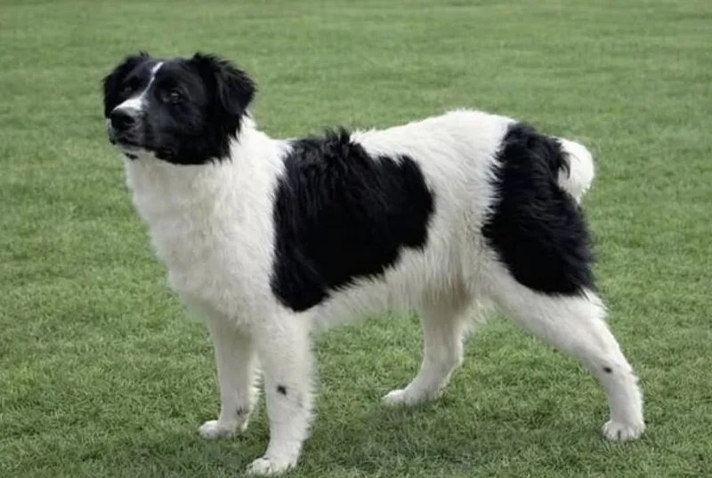A baby medium-sized male Black Australian Shepherd dog named Arnie for adoption in Pleasant Valley, NY