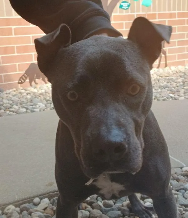 An adult medium-sized male Pit Bull Terrier dog named Vito for adoption in Sioux City, IA