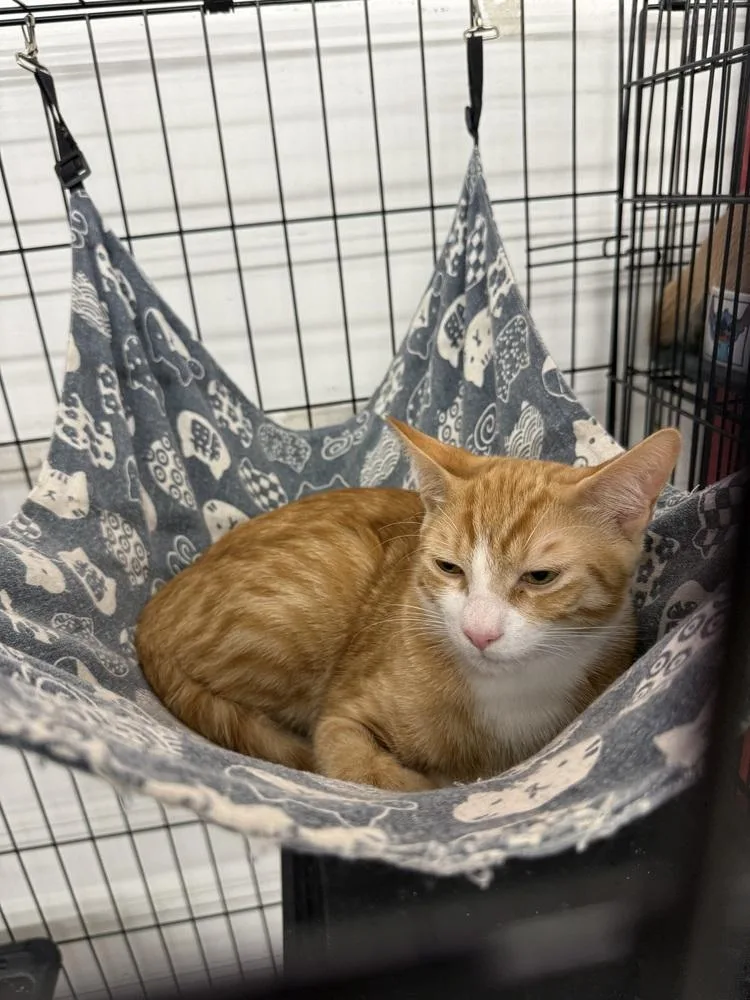 A baby small-sized female Domestic Short Hair cat named Crush for adoption in Taylor, PA