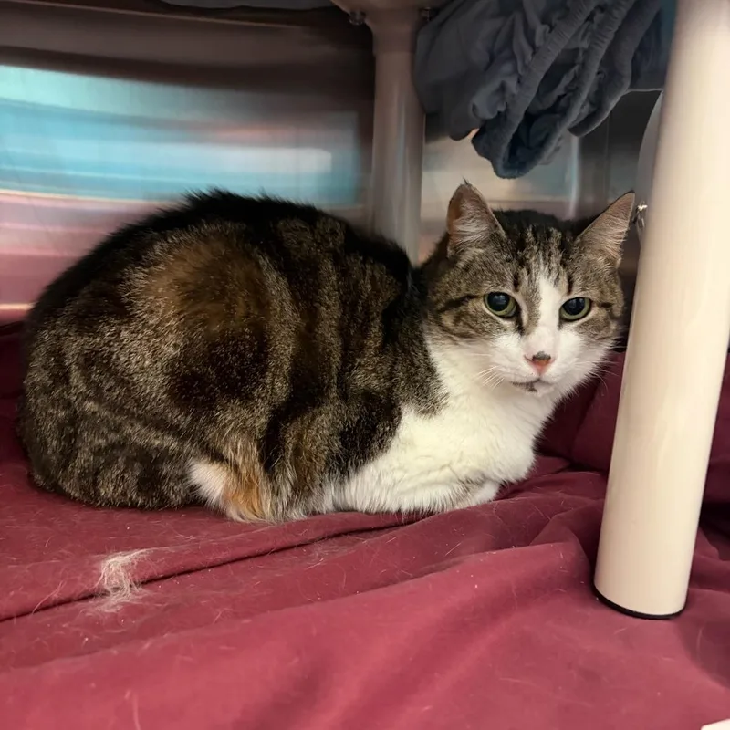 An adult medium-sized male Brown / Chocolate Domestic Short Hair cat named Miso for adoption in Philadelphia, PA