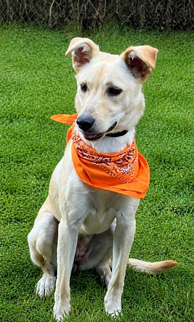 A baby medium-sized female Labrador Retriever dog named Carly for adoption in Willington, CT