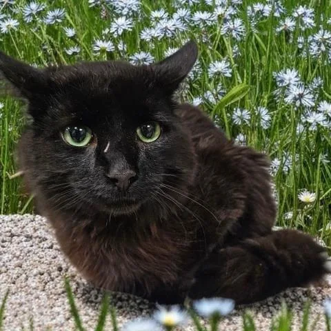 An adult small-sized male Domestic Medium Hair cat named Bodhi for adoption in Clinton Township, MI