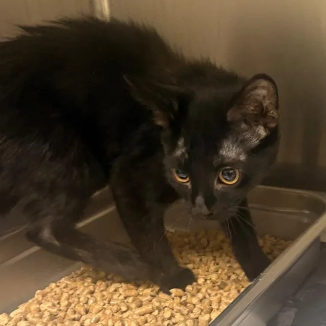 A baby small-sized female Black Domestic Short Hair cat named Ash for adoption in Winston-Salem, NC