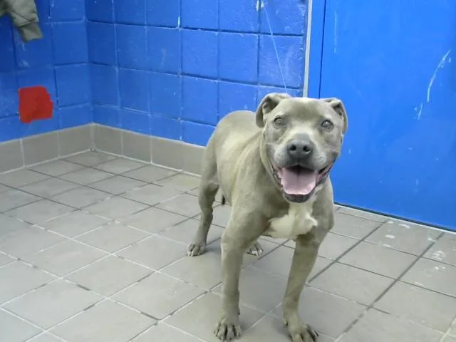 A senior medium-sized male Pit Bull Terrier dog named Stallone for adoption in Albuquerque, NM