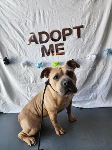 An adult small-sized female French Bulldog dog named Viola for adoption in Chatsworth, CA