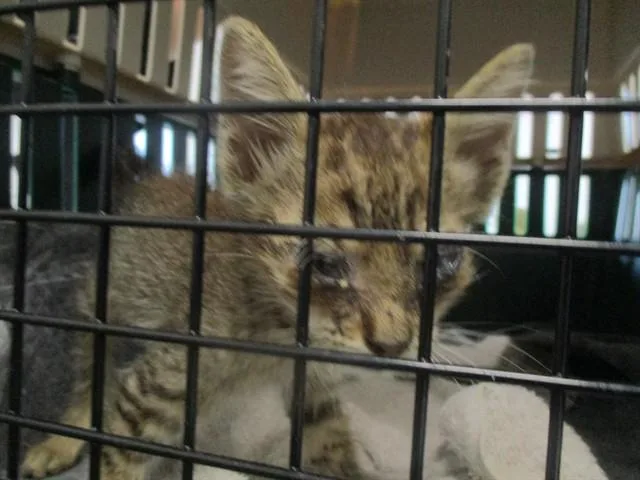 A baby small-sized male Domestic Short Hair cat named Pizza Crust for adoption in Ocala, FL