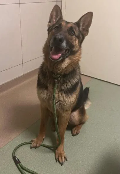 An adult large-sized male Brown / Chocolate German Shepherd Dog dog named Magnus for adoption in Palatine, IL