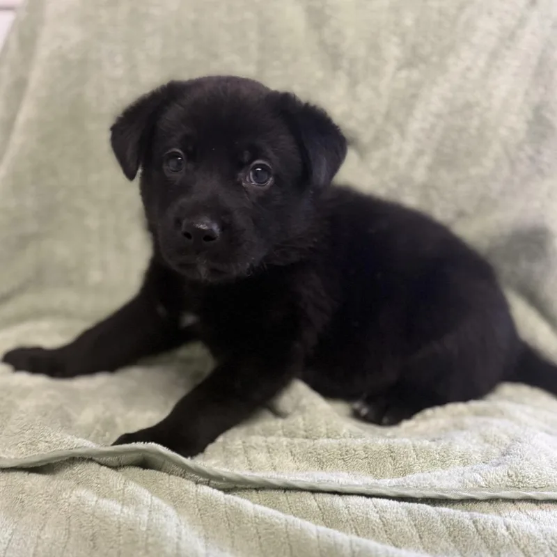 A baby medium-sized male Black Labrador Retriever dog named Ravioli for adoption in St. Peters, MO
