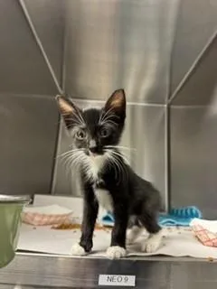 A baby small-sized female Domestic Short Hair cat named Luna for adoption in Miami, FL