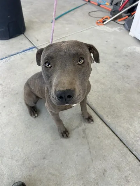 A young medium-sized male Pit Bull Terrier dog named Draco for adoption in Bakersfield, CA
