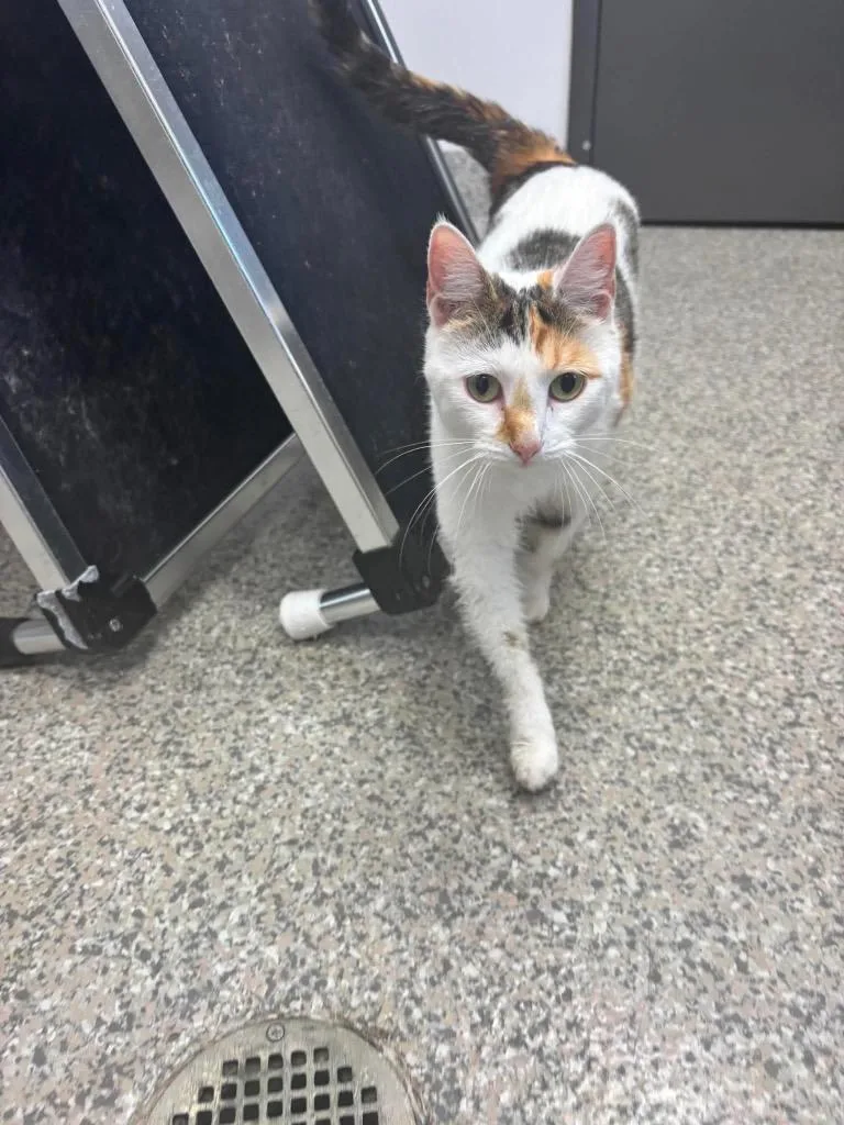 A young medium-sized female Domestic Short Hair cat named Reyna for adoption in Van Wert, OH