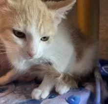 A baby medium-sized male Orange & White Tabby cat named Milo for adoption in Springfield, OR