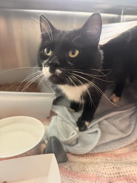 A young medium-sized male Domestic Short Hair cat named Xican for adoption in Stratham, NH