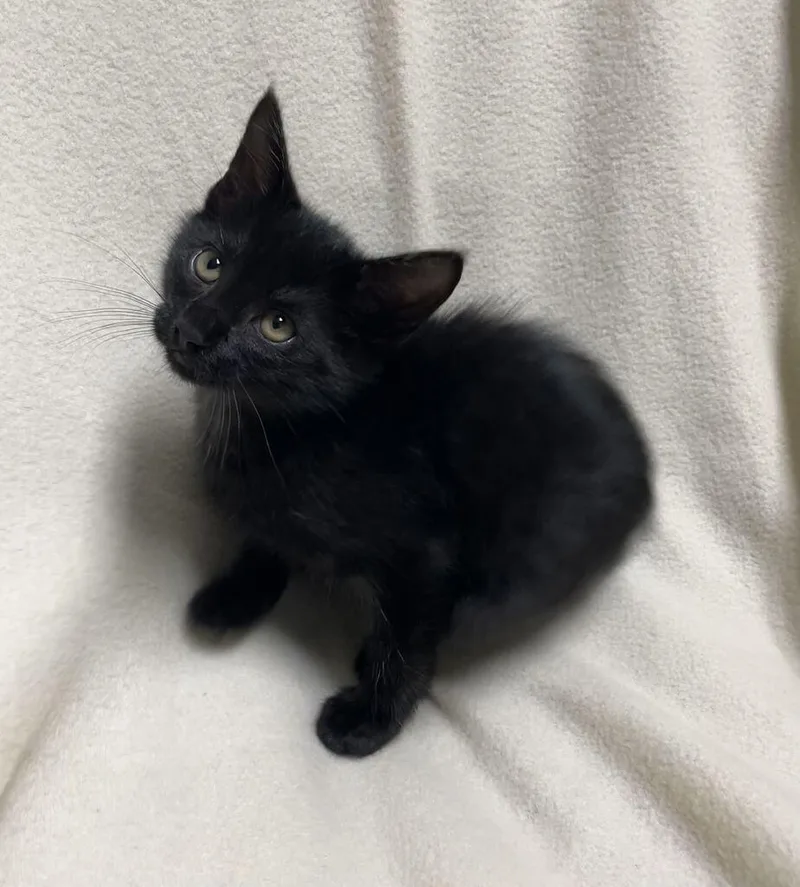 A young medium-sized male Domestic Short Hair cat named Nutmeg for adoption in Jackson, MI