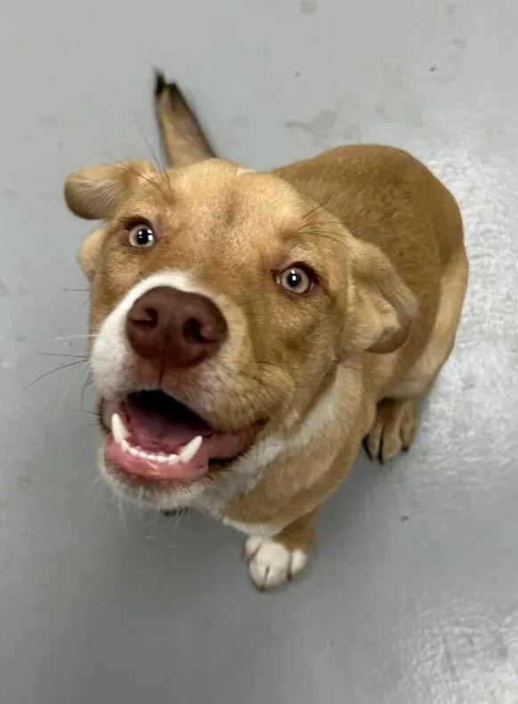 A baby medium-sized male Labrador Retriever dog named Jasper for adoption in Hartsville, SC