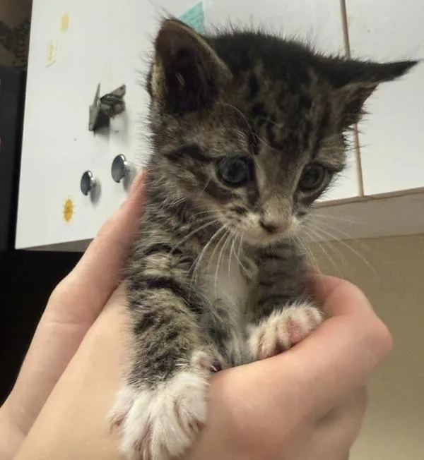 A baby small-sized female Domestic Short Hair cat named Magpie for adoption in Salisbury, MD