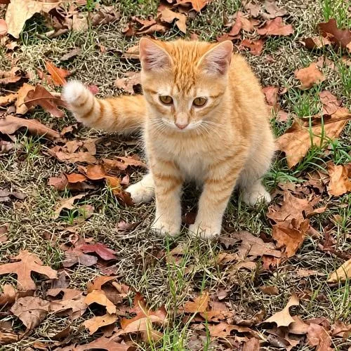 A baby small-sized male Domestic Short Hair cat named Pumpkin for adoption in Edmond, OK