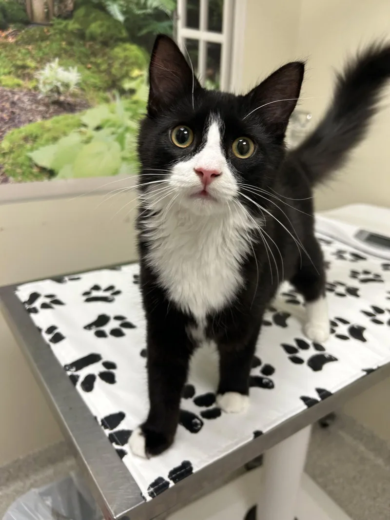 A baby medium-sized male Domestic Medium Hair cat named Hallow for adoption in Lancaster, PA