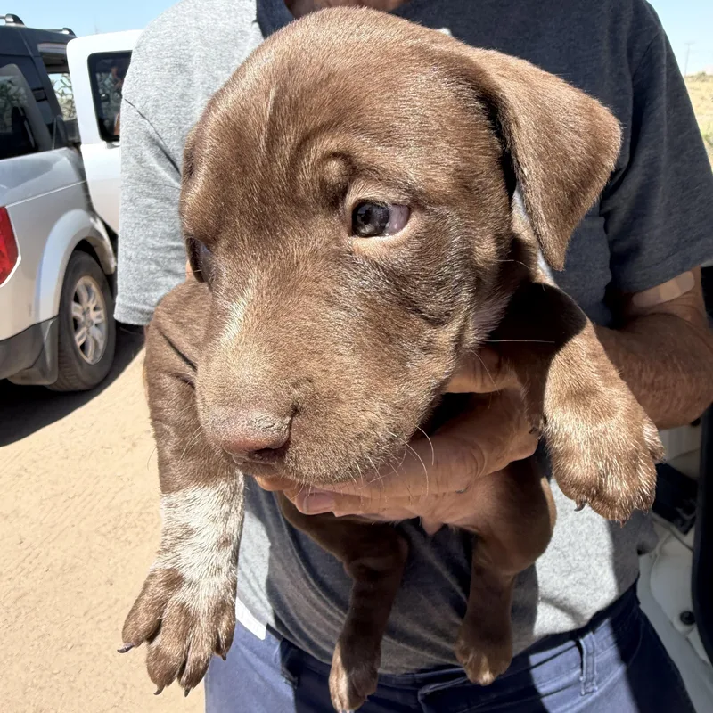 A baby medium-sized female Brown / Chocolate Labrador Retriever dog named Jupiter for adoption in Deming, NM