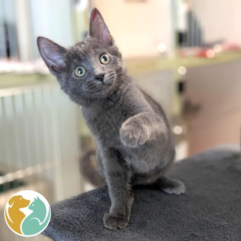 A baby small-sized male Gray / Blue / Silver Domestic Short Hair cat named Bro for adoption in Toledo, OH