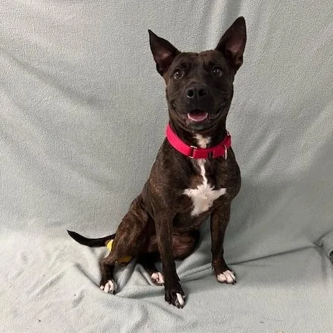 An adult medium-sized female American Staffordshire Terrier dog named Ellie for adoption in Corsicana, TX