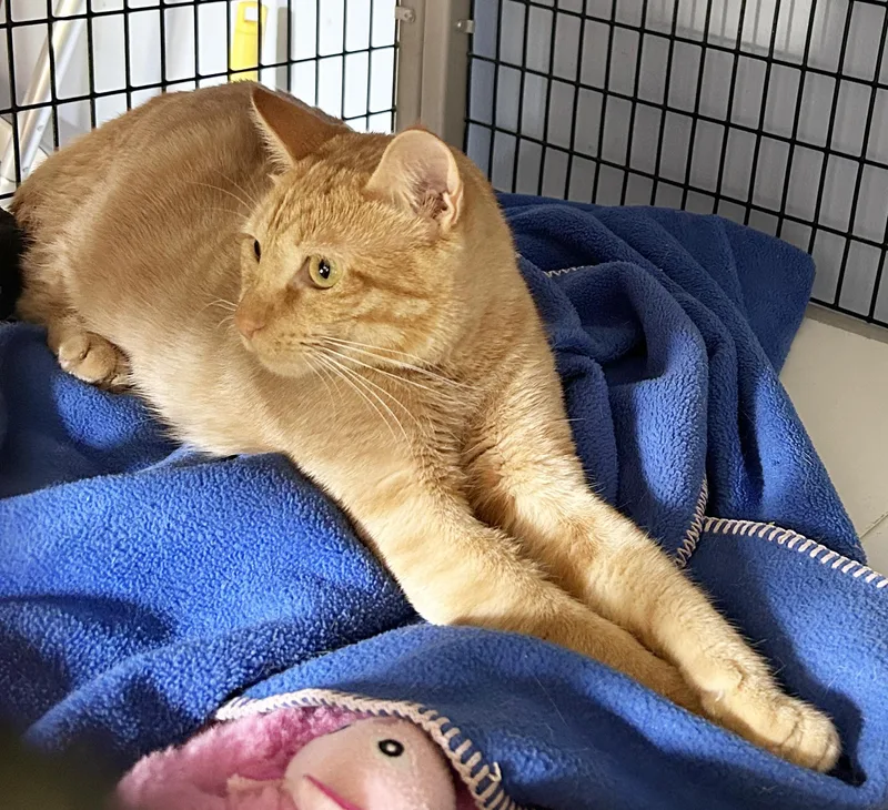 A young medium-sized female Tabby (Orange / Red) Tabby cat named Butterscotch for adoption in Parkville, MO