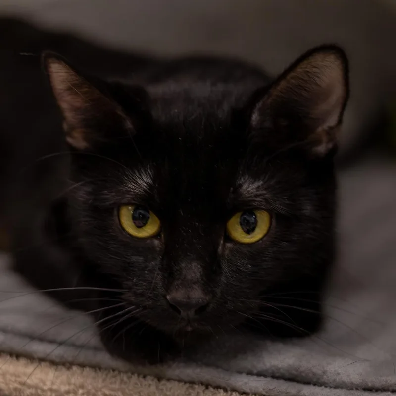 A young medium-sized female Black Domestic Short Hair cat named Bear for adoption in Chaska, MN