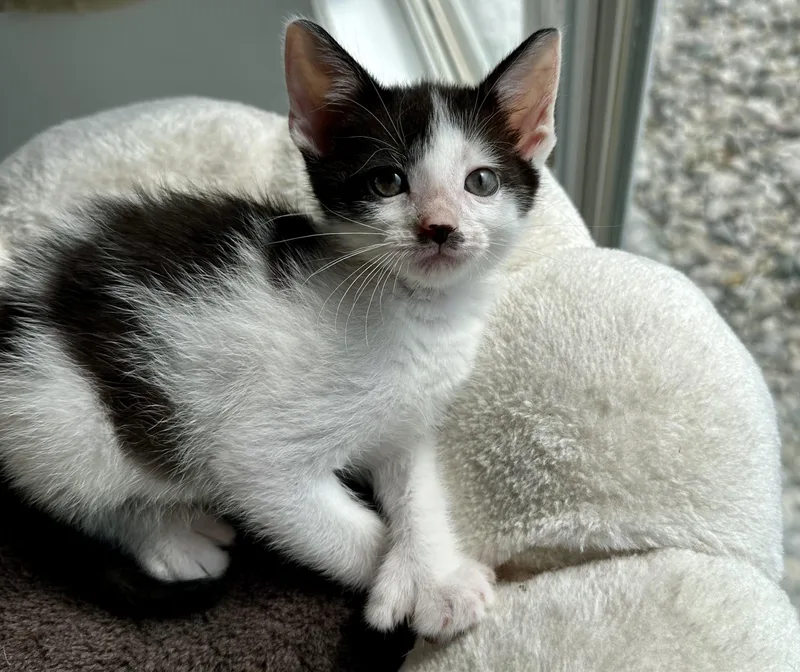 A baby medium-sized female Black & White / Tuxedo Domestic Short Hair cat named Etzi for adoption in Bethel, OH