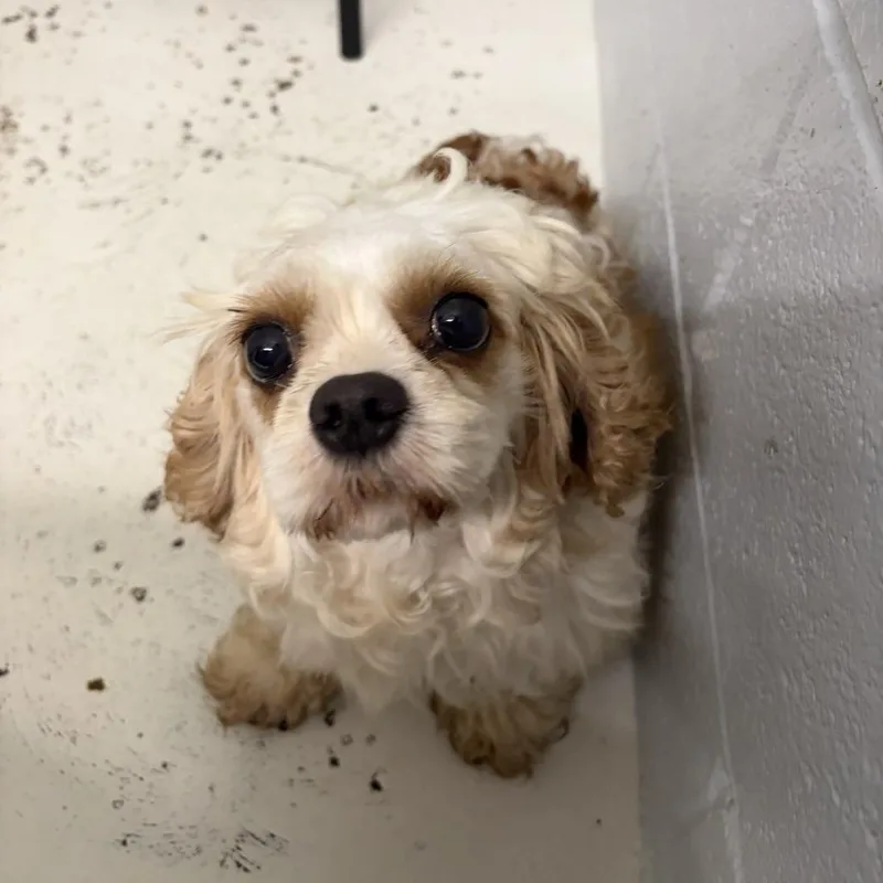 An adult small-sized female White / Cream Cockapoo dog named Sunny for adoption in Delaware, OH