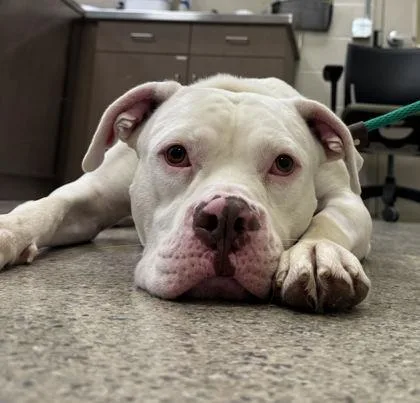 A young large-sized male Pit Bull Terrier dog named Bear for adoption in Fishers, IN