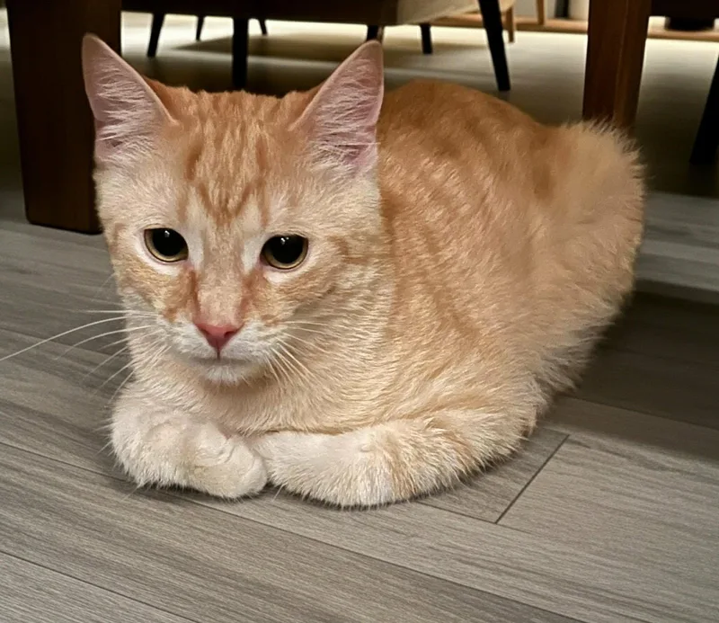 A baby small-sized male Orange / Red Domestic Short Hair cat named Reggie for adoption in Beckley, WV