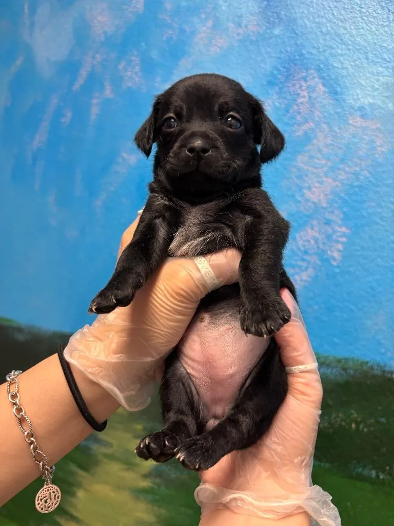 Strawberry thumbnail 2