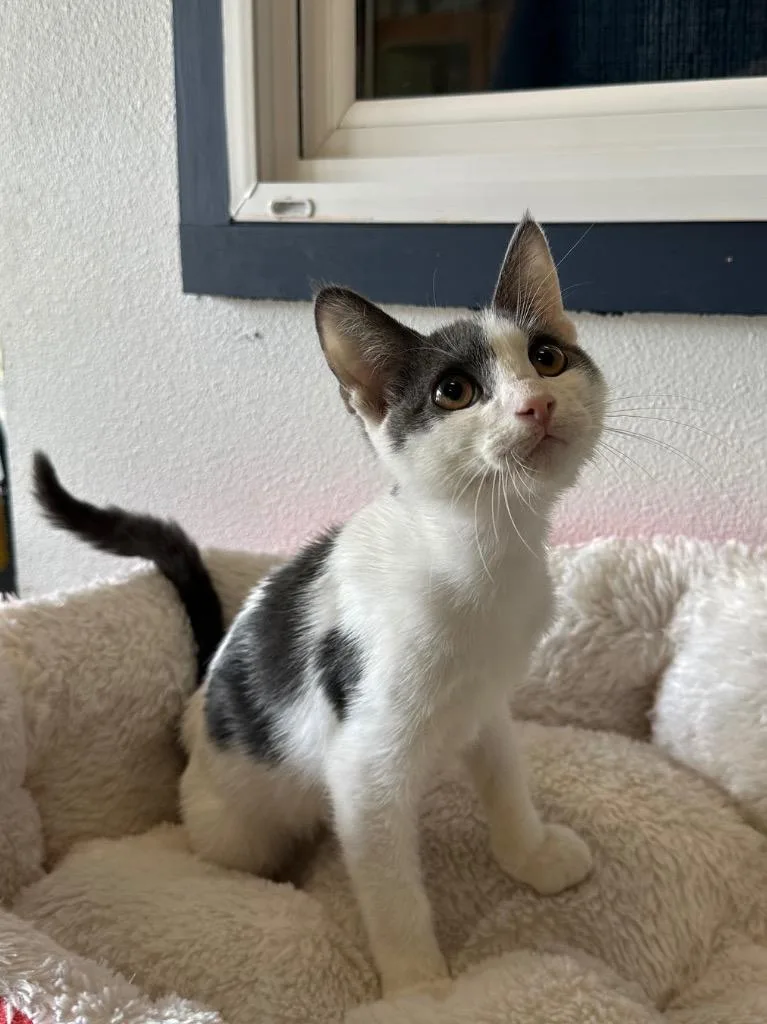 A baby small-sized male Domestic Short Hair cat named Ansel for adoption in Newberg, OR