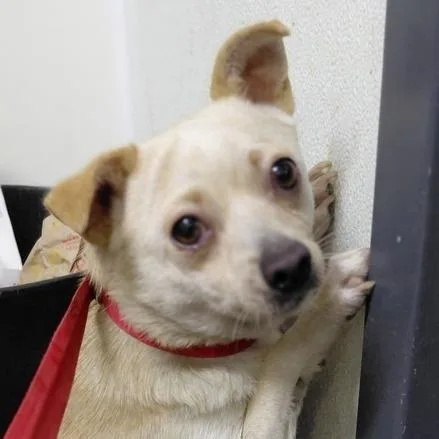A young small-sized female Yellow / Tan / Blond / Fawn Chihuahua dog named Cecilia for adoption in San Francisco, CA