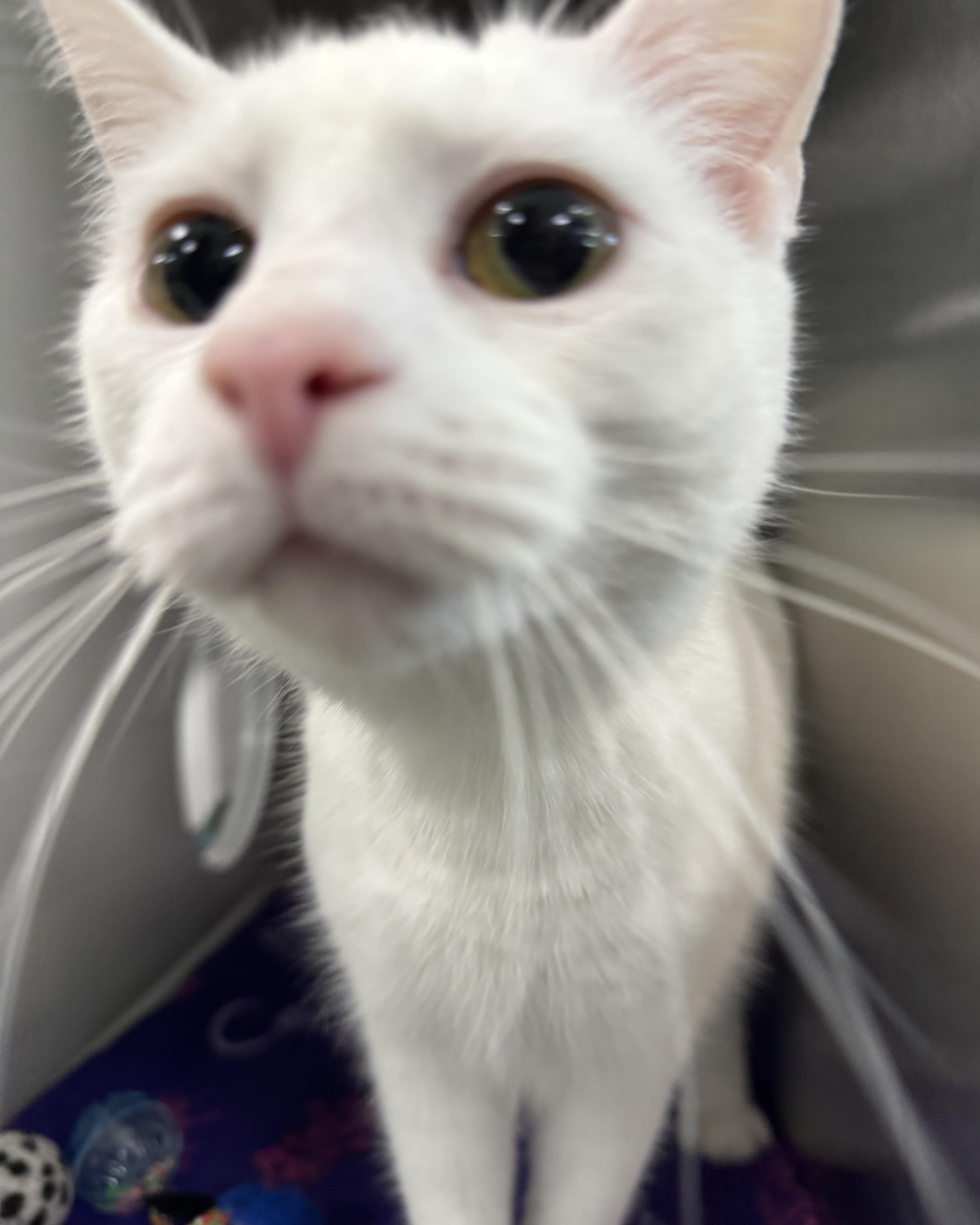 A young medium-sized female Domestic Short Hair cat named Snowy for adoption in Seneca, PA