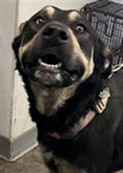 An adult large-sized male German Shepherd Dog dog named Doliver for adoption in Los Angeles, CA