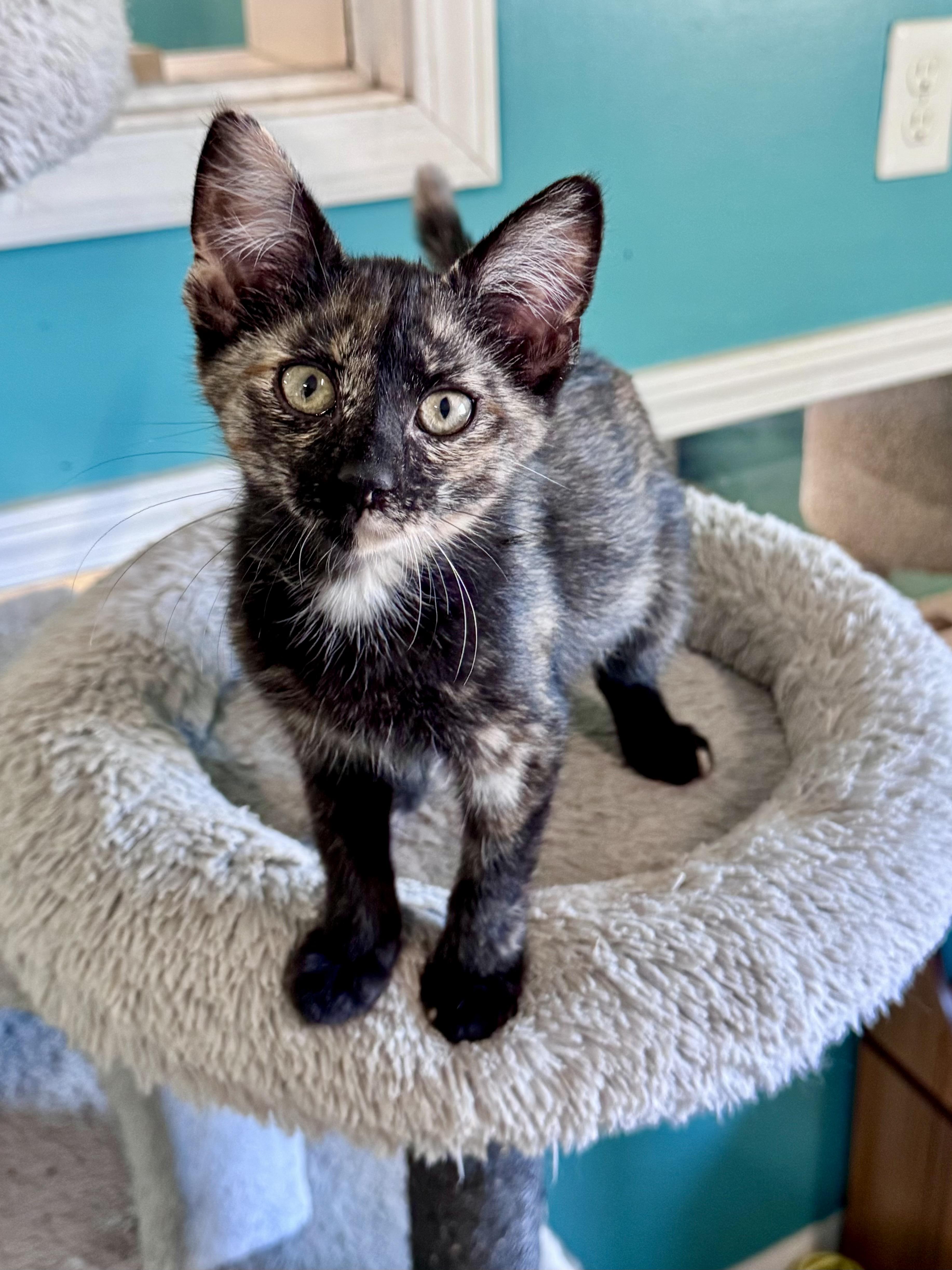 A baby medium-sized female Tortoiseshell cat named Twix for adoption in Scottsburg, IN
