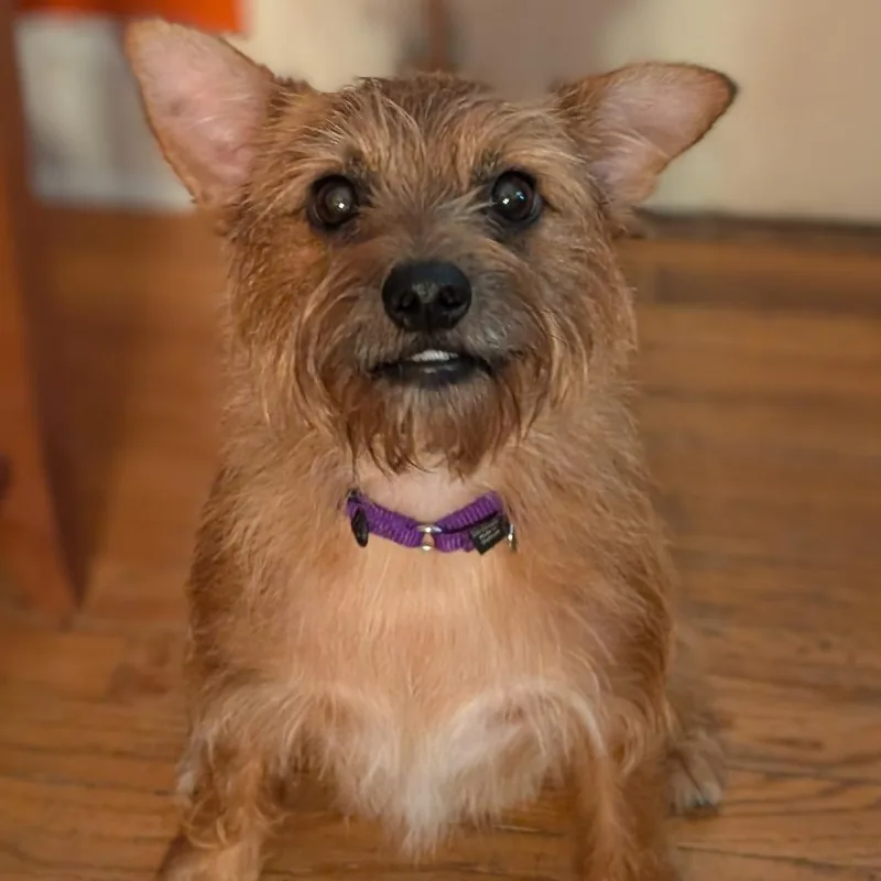 An adult small-sized male Red / Chestnut / Orange Cairn Terrier dog named Rufus for adoption in Kansas City, MO