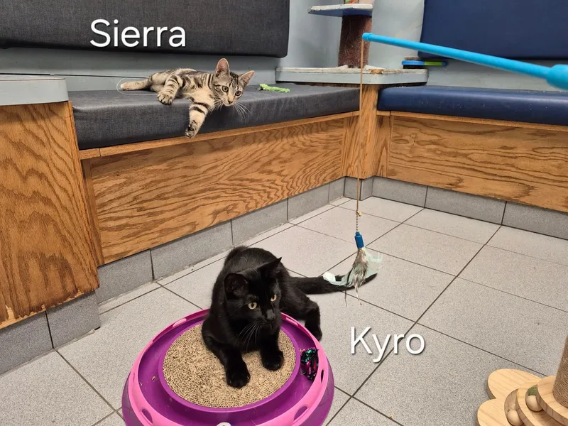 A young medium-sized male Black Domestic Short Hair cat named Kyro for adoption in Buffalo, NY