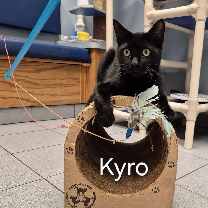 Kyro thumbnail 2